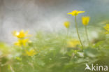 Lesser Celandine (Ranunculus ficaria)