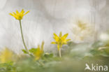 Lesser Celandine (Ranunculus ficaria)