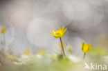 Lesser Celandine (Ranunculus ficaria)