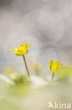 Speenkruid (Ranunculus ficaria)