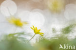 Lesser Celandine (Ranunculus ficaria)