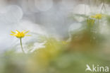 Lesser Celandine (Ranunculus ficaria)