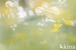 Lesser Celandine (Ranunculus ficaria)