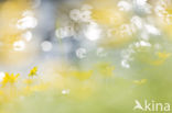 Lesser Celandine (Ranunculus ficaria)