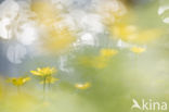 Lesser Celandine (Ranunculus ficaria)