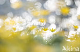 Lesser Celandine (Ranunculus ficaria)