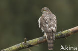 Sparrow Hawk (Accipiter nisus)