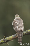 Sparrow Hawk (Accipiter nisus)