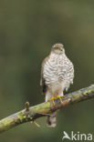 Sparrow Hawk (Accipiter nisus)