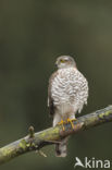 Sparrow Hawk (Accipiter nisus)