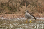 Sparrow Hawk (Accipiter nisus)