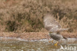 Sparrow Hawk (Accipiter nisus)