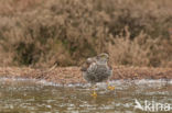 Sparrow Hawk (Accipiter nisus)