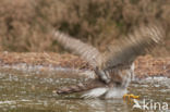 Sparrow Hawk (Accipiter nisus)