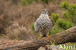 Sperwer (Accipiter nisus)