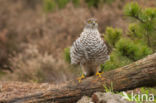 Sparrow Hawk (Accipiter nisus)