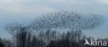 European Starling (Sturnus vulgaris)