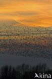 European Starling (Sturnus vulgaris)