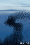 European Starling (Sturnus vulgaris)