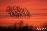 European Starling (Sturnus vulgaris)