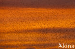 European Starling (Sturnus vulgaris)