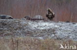 Steenarend (Aquila chrysaetos)