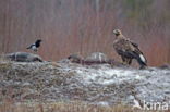 Steenarend (Aquila chrysaetos)