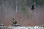 Golden Eagle (Aquila chrysaetos)