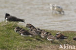 Ruddy Turnstone (Arenaria interpres)