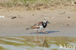 Ruddy Turnstone (Arenaria interpres)