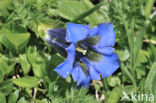 Stemless gentian (Gentiana acaulis)