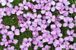 moss campion (Silene acaulis)