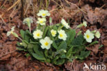 Stengelloze sleutelbloem (Primula vulgaris)