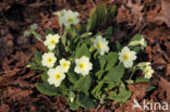 Primrose (Primula vulgaris)