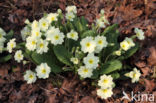 Stengelloze sleutelbloem (Primula vulgaris)