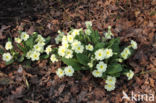 Stengelloze sleutelbloem (Primula vulgaris)