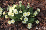 Stengelloze sleutelbloem (Primula vulgaris)