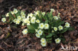 Stengelloze sleutelbloem (Primula vulgaris)