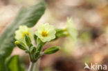 Primrose (Primula vulgaris)