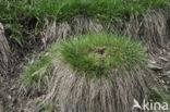 Sterzegge (Carex echinata)