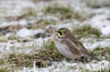 Shore Lark (Eremophila alpestris)