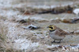 Shore Lark (Eremophila alpestris)