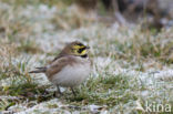 Shore Lark (Eremophila alpestris)