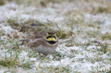 Shore Lark (Eremophila alpestris)