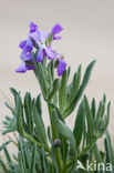 Sea Stock (Matthiola sinuata)