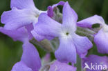 Sea Stock (Matthiola sinuata)