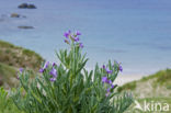 Sea Stock (Matthiola sinuata)