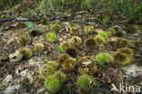 Sweet Chestnut (Castanea sativa)