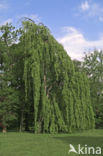 Treurbeuk (Fagus sylvatica Pendula)