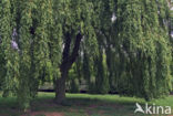 Treurwilg (Salix babylonica)